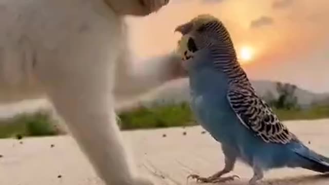 Funny moment of cat with parrot