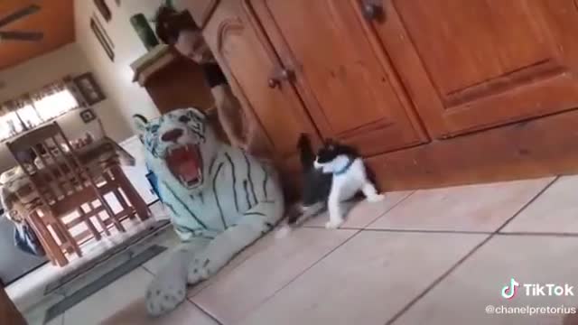 Tiger vs. Cat funny