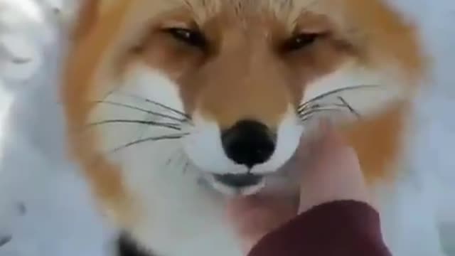 Pet the Fox