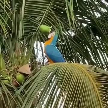 The first parrot that picks coconuts