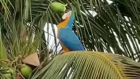 The first parrot that picks coconuts