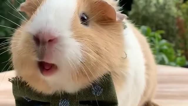 Cute guinea pig🐷🐖 sound🔊