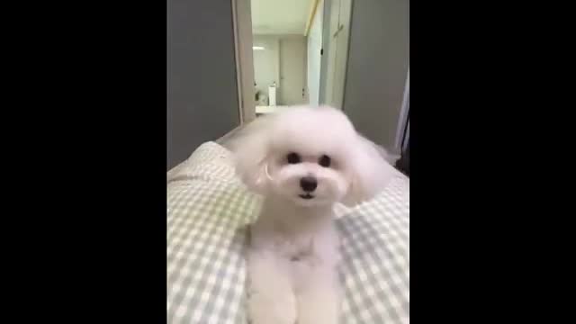 Funny 🐶 video