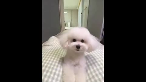 Funny 🐶 video