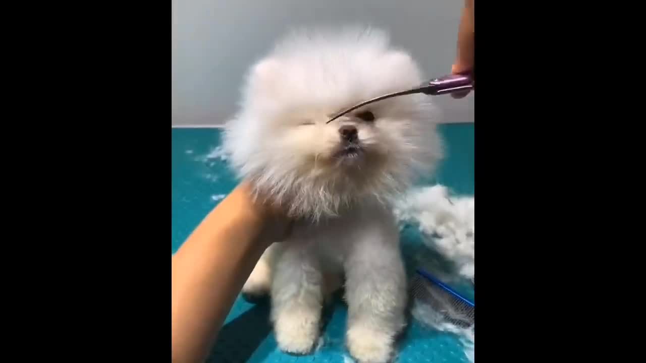 Funny and Cute Dog Pomeranian 😍🐶- Funny Animal's vodeo