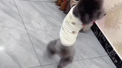 Have you ever seen a dog dance？