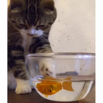 Cat fascinated by toy goldfish, tries to catch it