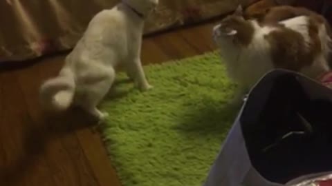 2 cute cats conflict