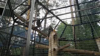 Monkeys of gray color in the zoo.