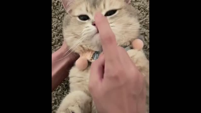 Funniest cats and dogs 🐶🐱 Funniest Animals Funny Dog And Cat Funny Animals Video 2022