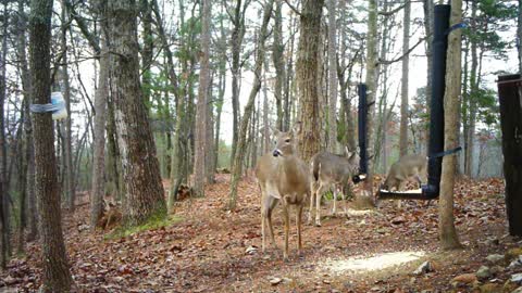The Woods - 12/21/2020 Part 2