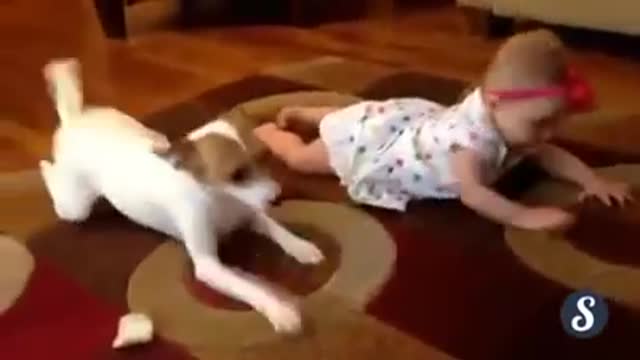 dog teaches baby to hitch