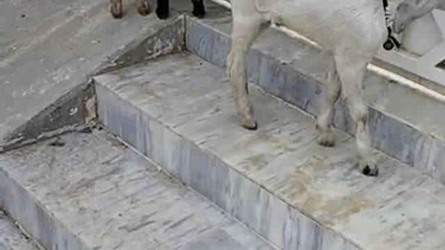 Dont Be skip Little Goats Playing With Us Soo Cute Must Watch