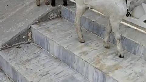 Dont Be skip Little Goats Playing With Us Soo Cute Must Watch