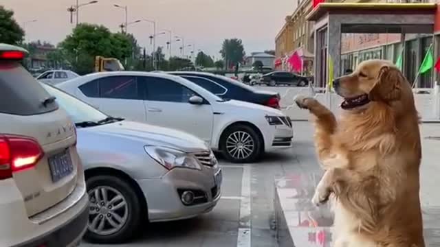 A golden retriever that knows how to direct a driver to park.