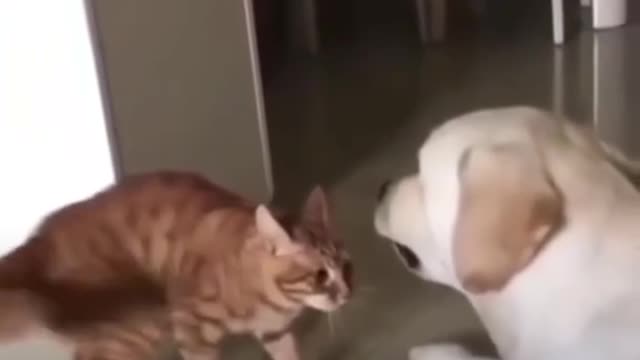 Dog and cat magic