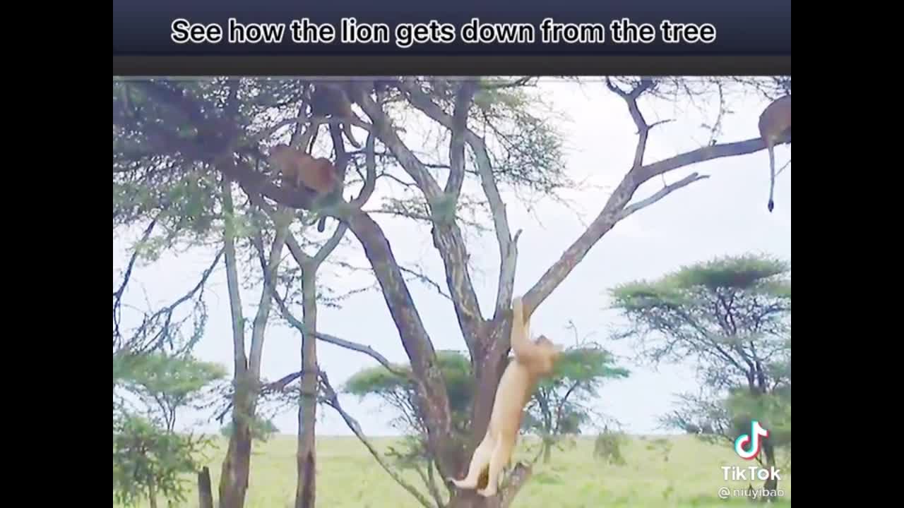 #Cute And Funny s animals