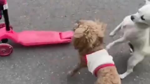 Get Away, i'll Just Drive it #shorts #viral #shortsvideo #video