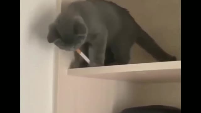 Funniest Cats 😹 - Don't try to hold back Laughter 😂 - Funny Cats Life