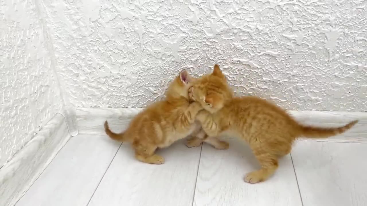 Kitten fight