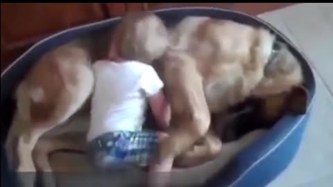 golden retriever puppy adorably drops baby while playing with him