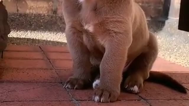 Cute Funny Dogs Videos 🐶🐶😊