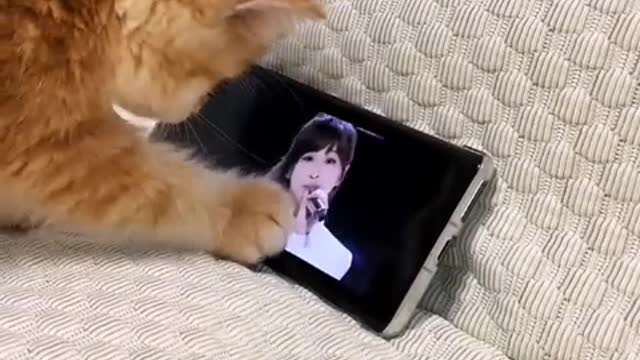 Whenever there is work to be done, everyone finds the cat is nowhere to be found