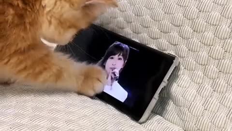 Whenever there is work to be done, everyone finds the cat is nowhere to be found