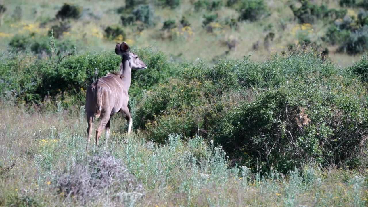 Female kudus running away in Addo Elephant National Park South Africa