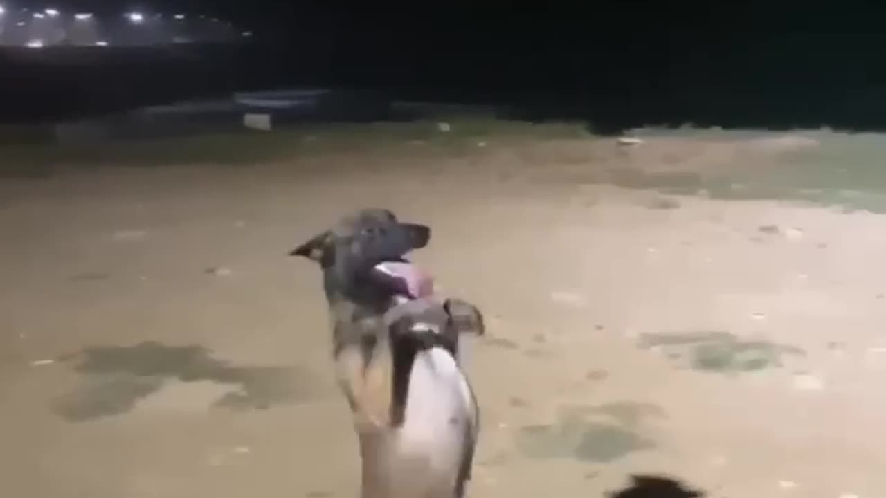 Dog Dancing On Song