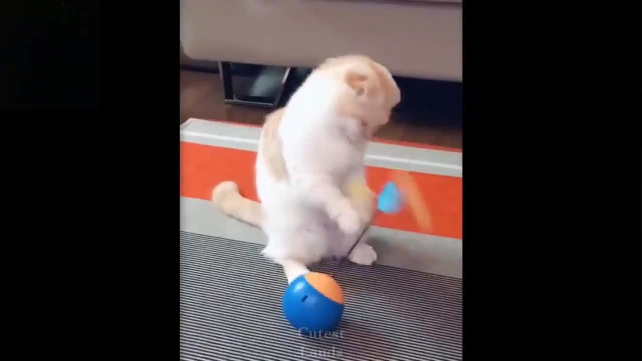 💗Cute and funny pets💗 You Will Laugh Too Much Compilation of the 💗Cutest Things.