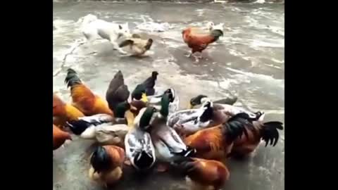 Chicken vs dog fight- funny dog fight- videos