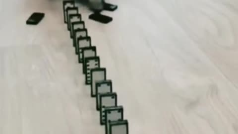Cute Cat knocks over dominos