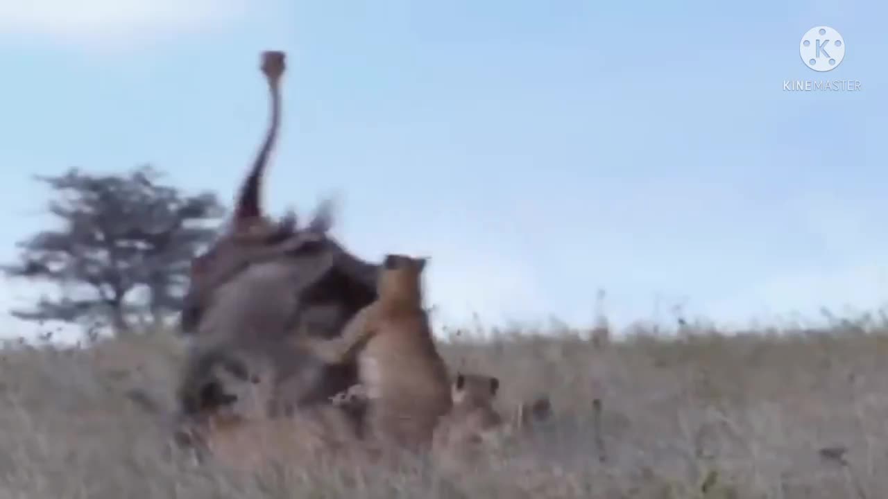 Lion fight