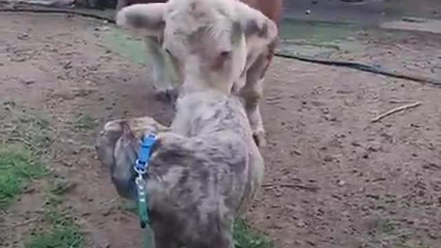 Cow becomes “Dad” to foster puppies and always misses them when they find homes