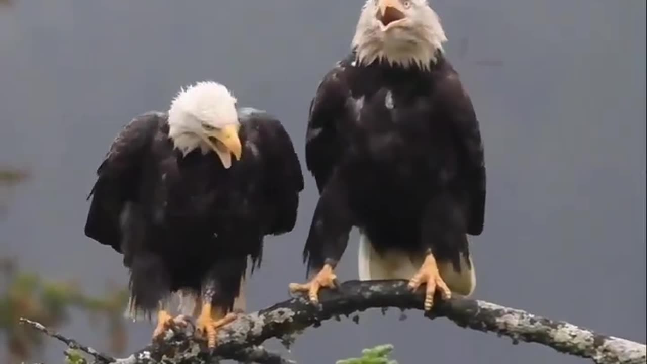 Edge Flying