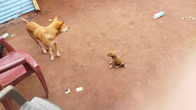 Big and small dog playing |