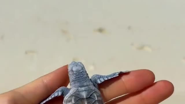 baby turtle video shorts_#