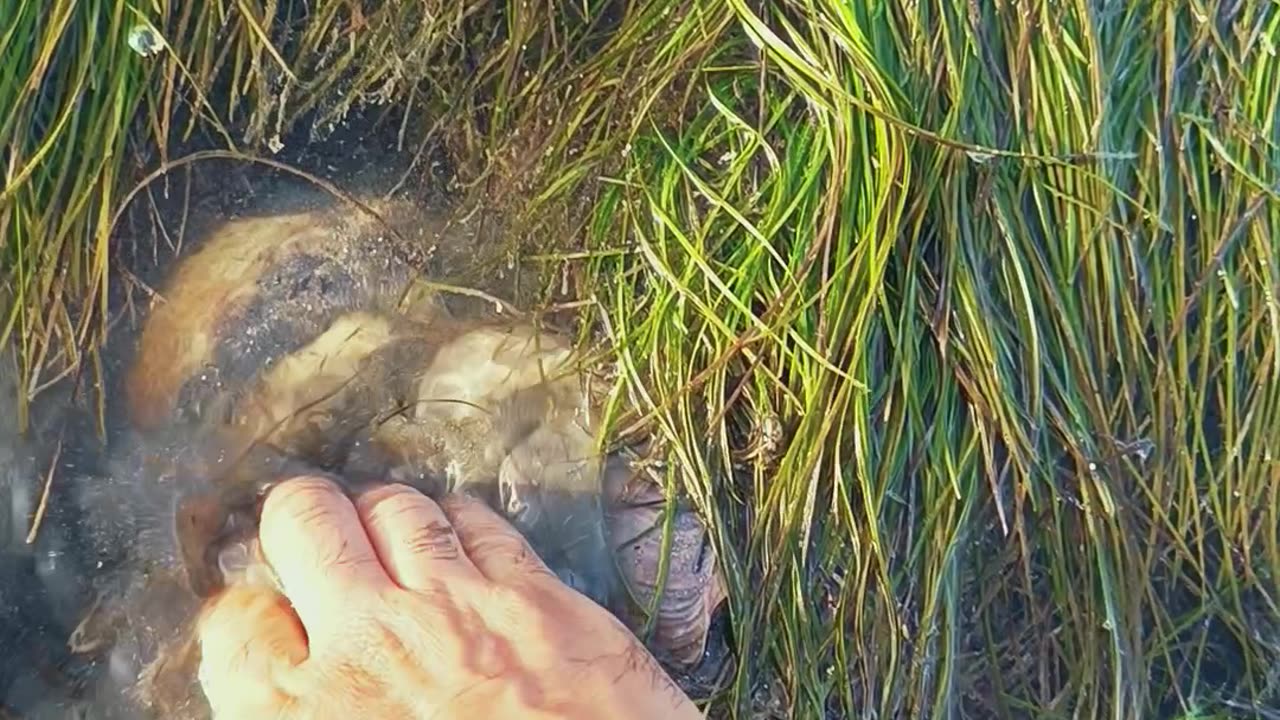 Sea Snails Extracted From Sand