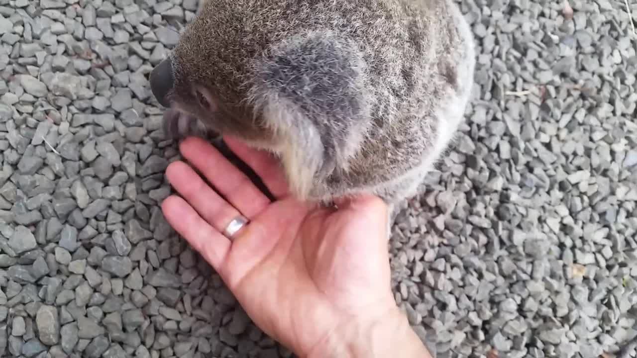 Koala baby rescue-20