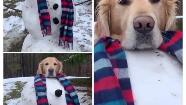 funny dog acting as a snow man