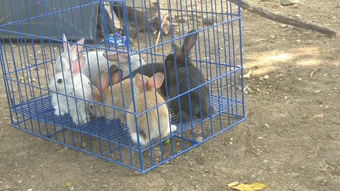 My Baby rabbits