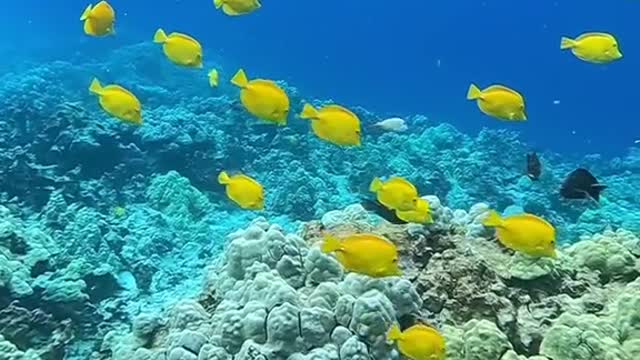 oceanlover#underwater#planetearth#lovemyplanet#protectouroceans