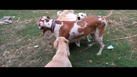 Golden retriever VS great dane funny fight