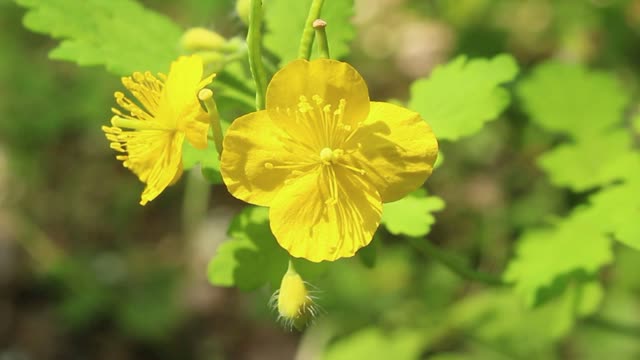 Yellow and small flower of Namhansanseong Fortress, beautiful