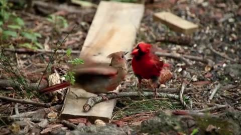 So cute the bird