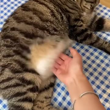 Please do this to your cat 😹