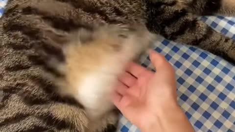 Please do this to your cat 😹
