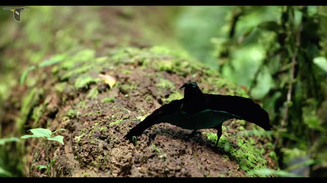 A new species? the vogelkop superb Bird -of-paradise