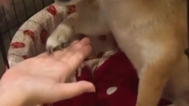 Does a dog think he can touch me with food? I have rules